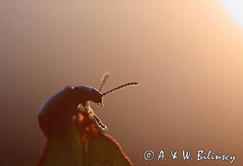 kałdunica zielona Gastroidea viridula kopulacja