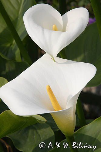 Kalia Zantedeschia