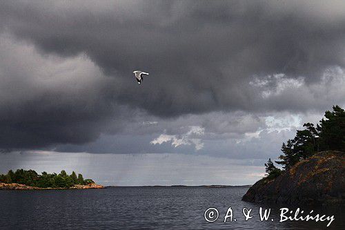 Burza i mewa w szkierach, widok z wyspy Kallhamn, Szwecja