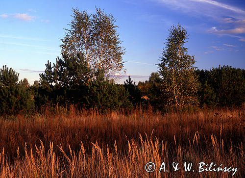 jesienne łąki, Kampinoski Park Narodowy
