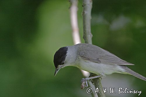 Kapturka pokrzewka czarnołbista) Sylvia atricapilla