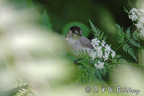 Kapturka pokrzewka czarnołbista) Sylvia atricapilla