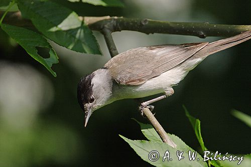 Kapturka pokrzewka czarnołbista) Sylvia atricapilla