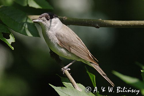 Kapturka pokrzewka czarnołbista) Sylvia atricapilla