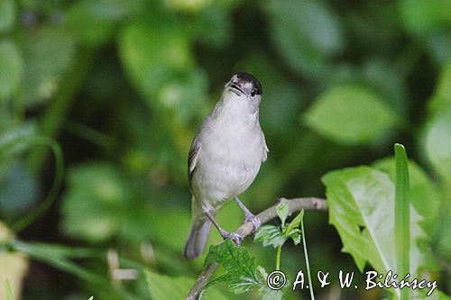 Kapturka pokrzewka czarnołbista) Sylvia atricapilla