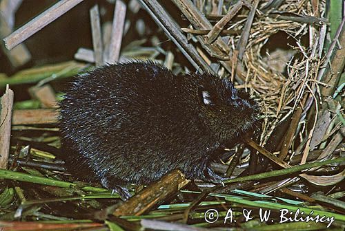 Karczownik ziemnowodny przy gnieździe, Arvicola terrestris)