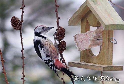 Karmnik dla ptaków, Bird feeder. Middle Spotted Woodpecker