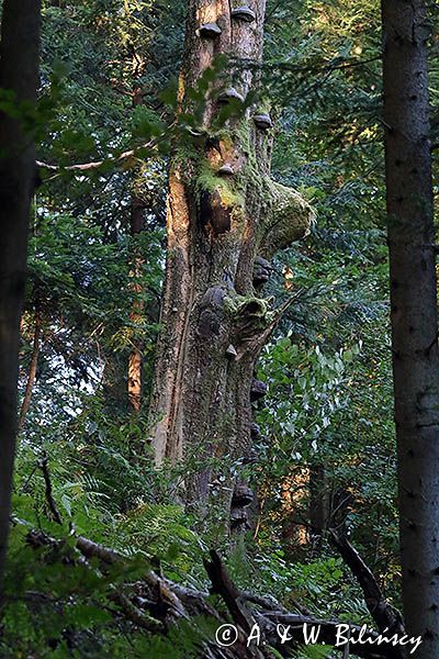 Stare drzewo w lesie, Puszcza Karpacka