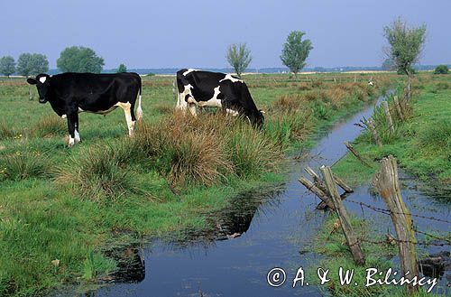 Krowy w rezerwacie OTOP 'Krasiborska Kępa'