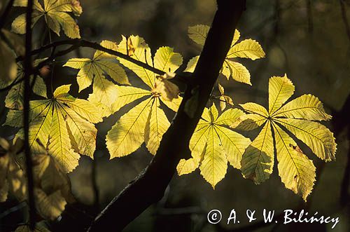 liście kasztanowca