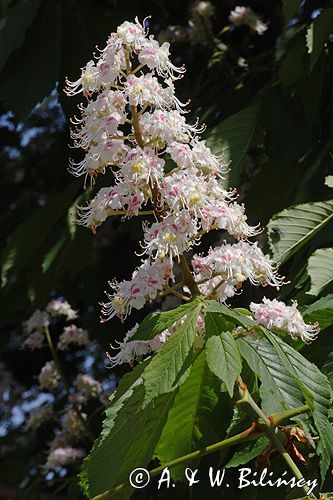 kasztanowiec zwyczajny Aesculus hippocastanum, liście i kwiaty