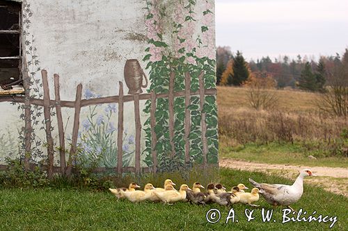 kaczka z kaczętami oraz malunek na stajni w gospodarstwie agroturystycznym Góra Lemana Kaszuby