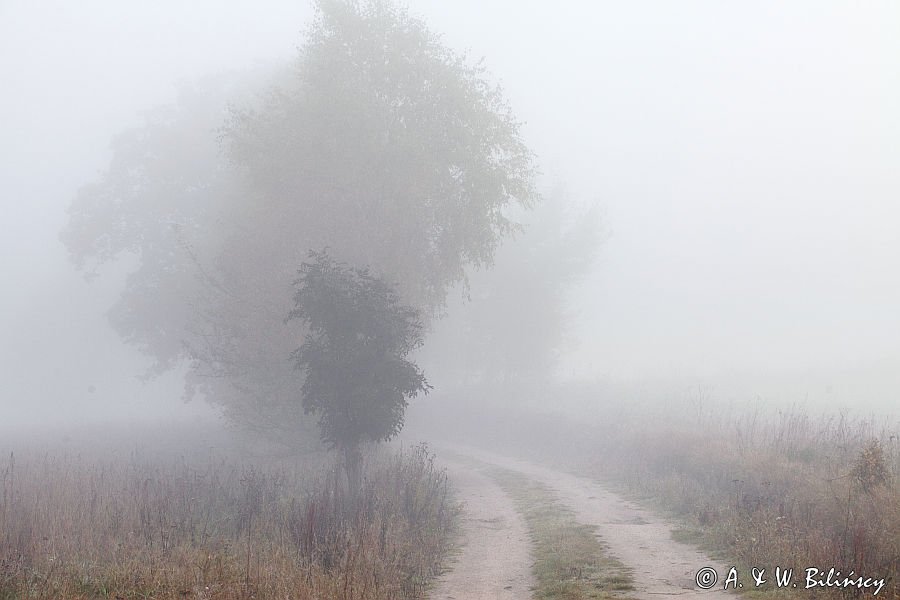 droga we mgle, Pojezierze Bytowskie, Kaszuby