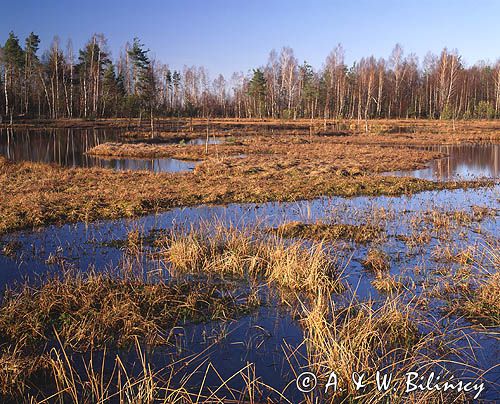 mokradło na Kaszubach