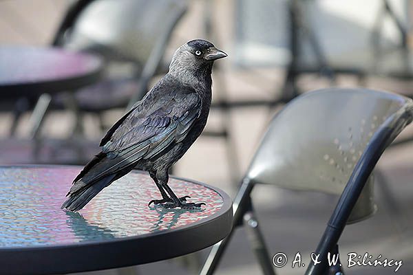 Kawka w oczekiwaniu na kawkę, Corvus monedula