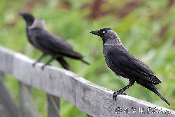 Kawki w Borensberg, Kanał Gota, Szwecja, Corvus monedula