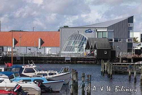 Fjord & Belt Akwarium morskie i muzeum w Kerteminde, wyspa Fionia, Fyn, Dania