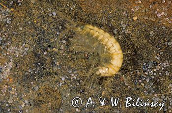 Kiełż zdrojowy GAMMARUS PULEX)