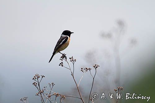 kląskawka, Saxicola torquata