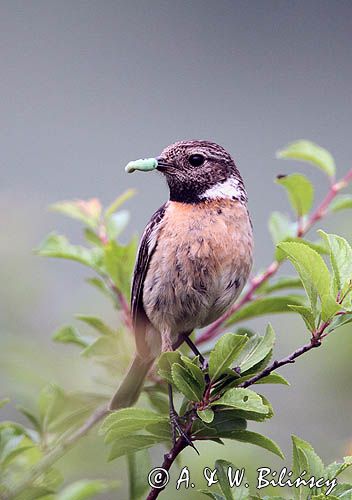 kląskawka, Saxicola rubicola, samica