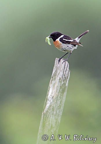 kląskawka, Saxicola rubicola, samiec