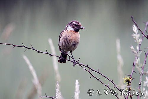 kląskawka, Saxicola rubicola, samica