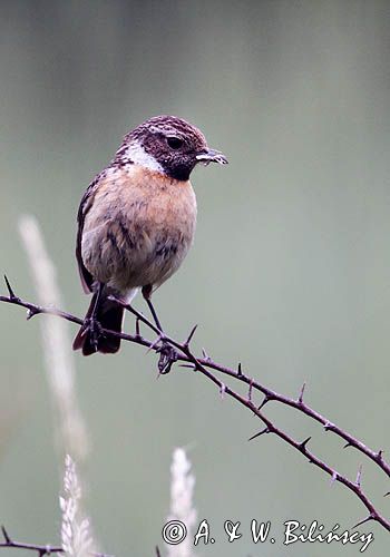 kląskawka, Saxicola rubicola, samica