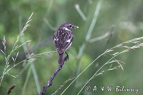 kląskawka, Saxicola rubicola, samica