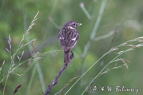 kląskawka, Saxicola rubicola, samica