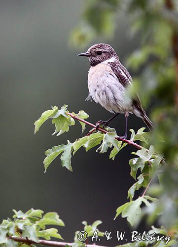 kląskawka, Saxicola rubicola, samica