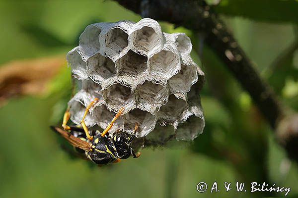 Klecanka polna, Polistes nimpha