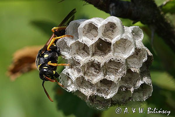 Klecanka polna, Polistes nimpha