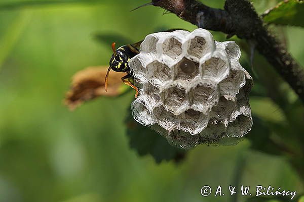 Klecanka polna, Polistes nimpha