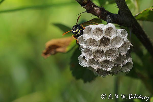 Klecanka polna, Polistes nimpha