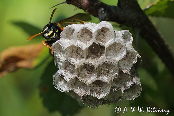 Klecanka polna, Polistes nimpha