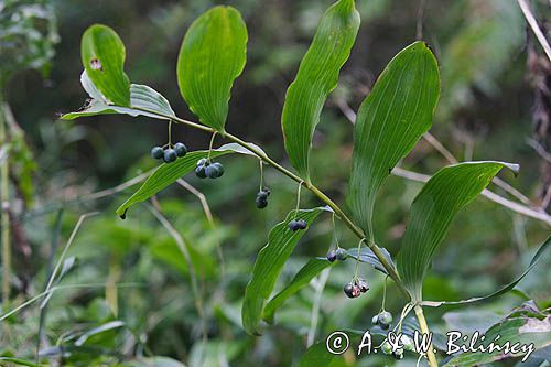 Polygonatum multiflorum, kokoryczka wielokwiatowa