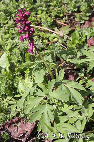 Kokorycz pełna Corydalis solida