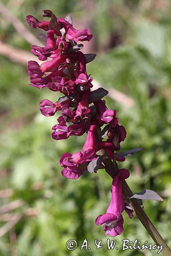 Kokorycz pełna Corydalis solida