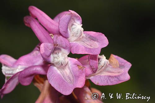 Kokorycz pełna Corydalis solida