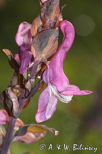 Kokorycz pełna Corydalis solida