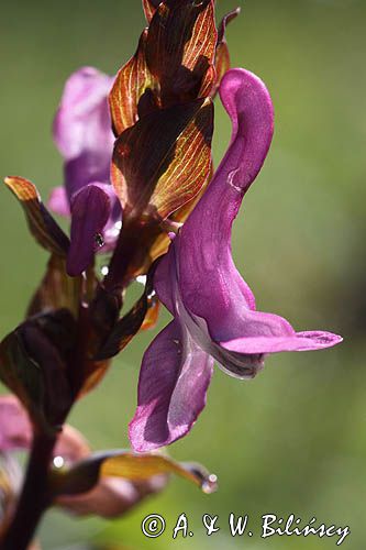 Kokorycz pełna Corydalis solida