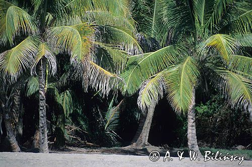 palma kokosowa / Cocos nucifera / - palmy na wyspie Nevis - Małe Antyle, Karaiby