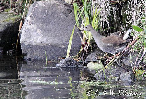 Kokoszka zwyczajna, kokoszka, kokoszka wodna, kurka wodna, Gallinula chloropus, młody osobnik, juvenile