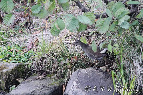 Kokoszka zwyczajna, kokoszka, kokoszka wodna, kurka wodna, Gallinula chloropus, młody osobnik, juvenile