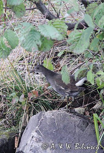 Kokoszka zwyczajna, kokoszka, kokoszka wodna, kurka wodna, Gallinula chloropus, młody osobnik, juvenile