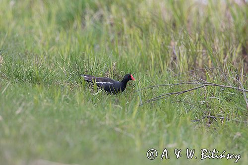 kokoszka wodna = kurka wodna / Gallinula chloropus/