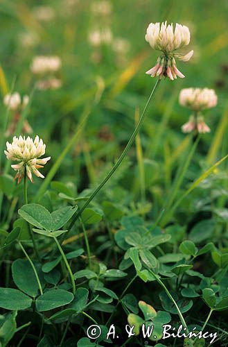 koniczyna biała, koniczyna rozesłana Trifolium repens L.)