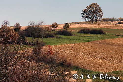 okolice wsi Końskie, Pogórze Dynowskie