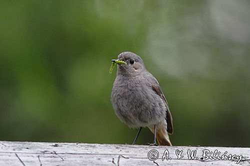 kopciuszek Phoenicurus ochruros