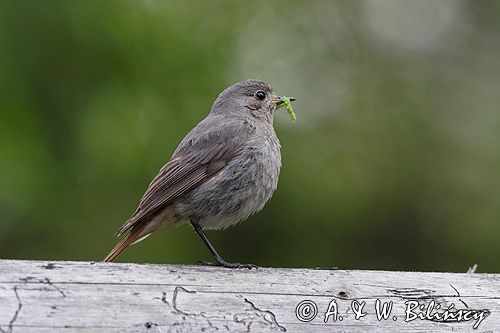 kopciuszek Phoenicurus ochruros